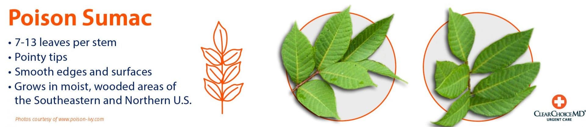 Recognizing Poison Ivy, Oak and Sumac