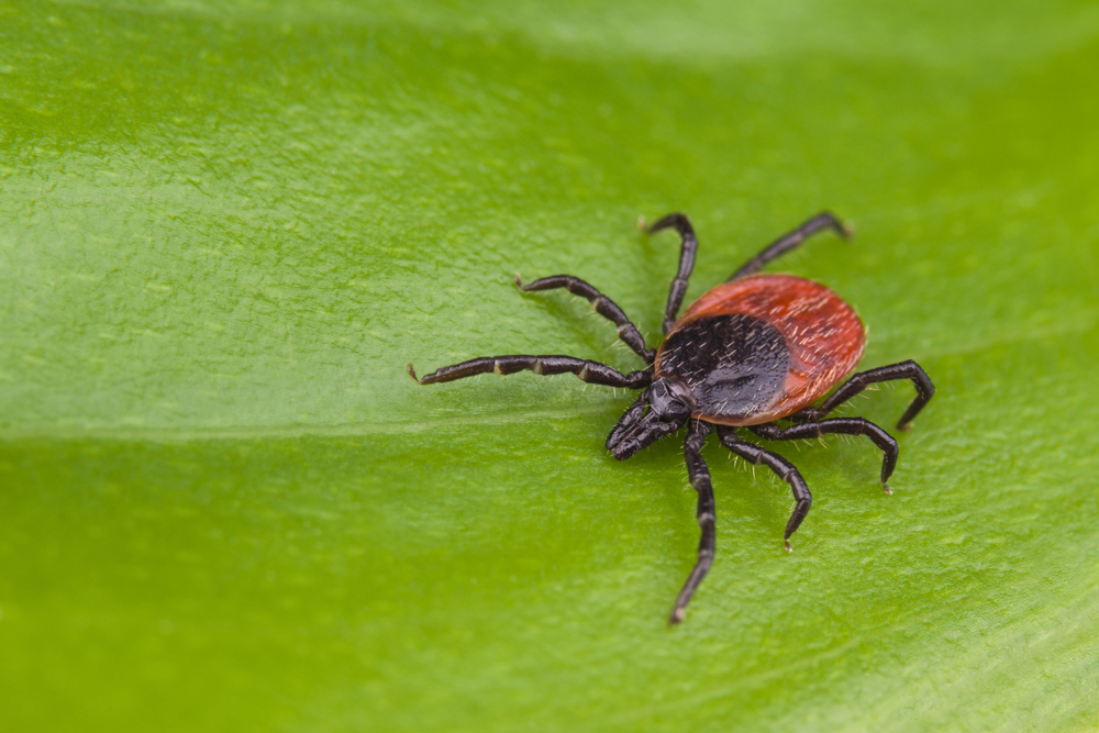 A tick with a red and black body and black legs crawls on a green leaf.