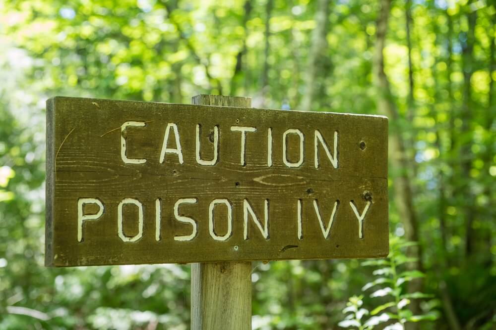 A wooden sign reads CAUTION POISON IVY in white lettering. In the background is a forest.