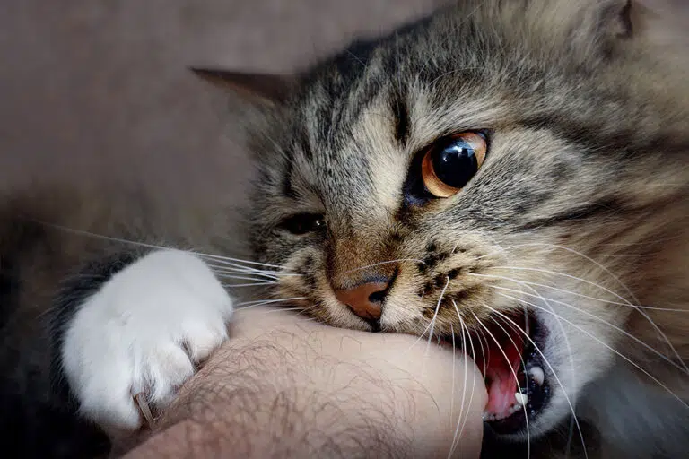 Cat biting a persons hand